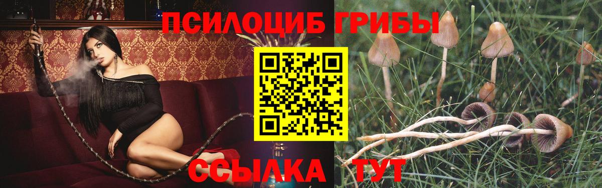Галлюциногенные грибы Psilocybe Горячий Ключ